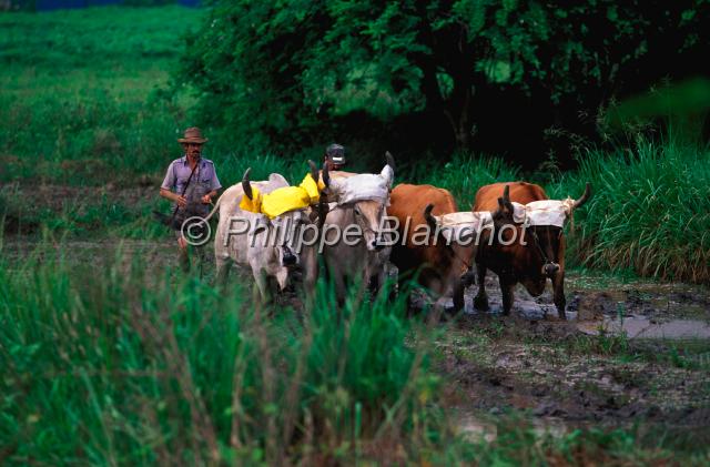 cuba 05.JPG - Labour avec des boeufs de traitVinalesCuba